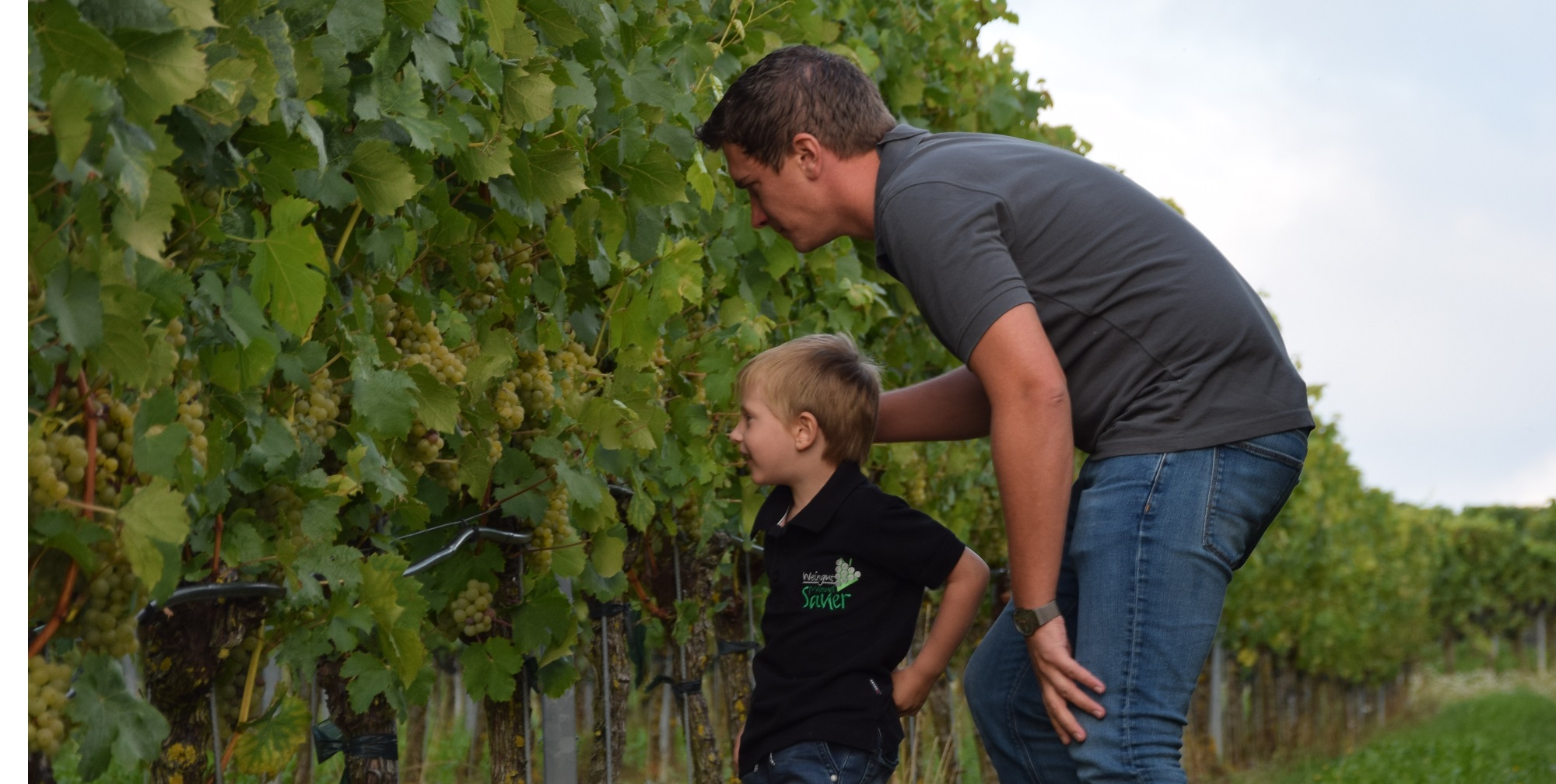 Produktbild von: Weingut Manuel Sauer
